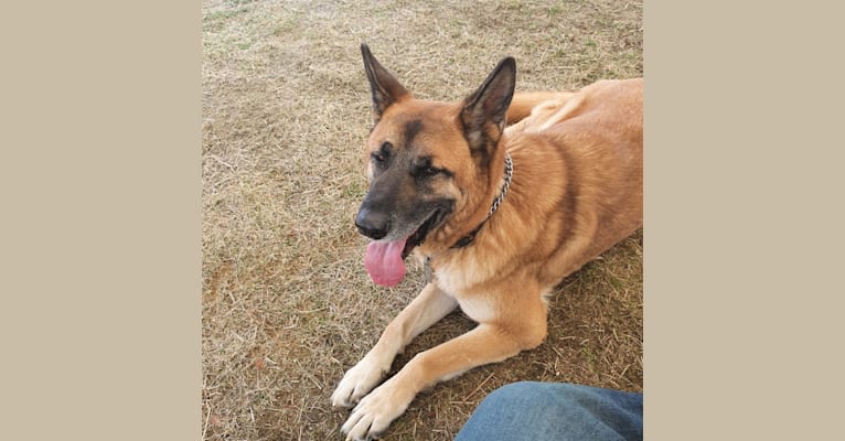 Bruno, a German Shepherd Dog and Akita mix tested with EmbarkVet.com
