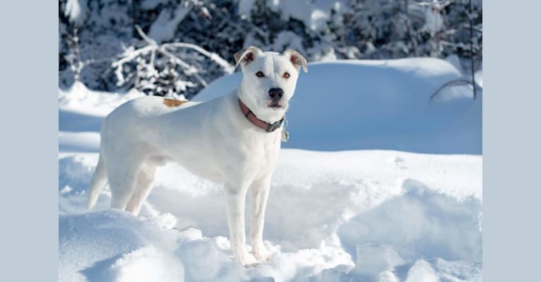 Jax, an American Pit Bull Terrier and Siberian Husky mix tested with EmbarkVet.com