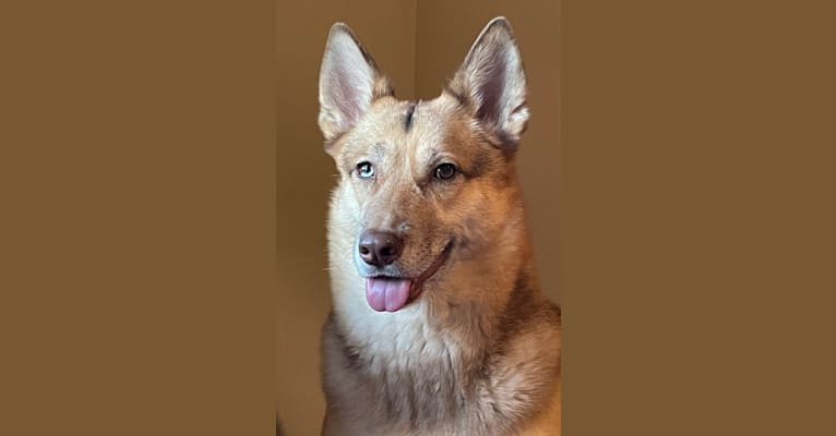 Eevee, a German Shepherd Dog and Siberian Husky mix tested with EmbarkVet.com