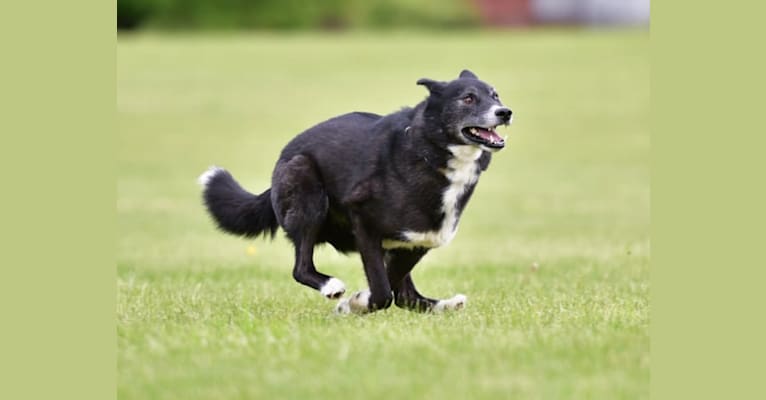 Natsu, a Siberian Husky tested with EmbarkVet.com