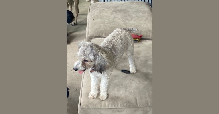 Photo of Graycie, a Poodle (Small)  in Crane, MO, USA