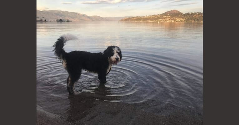 Photo of Finnbarr, a Bernese Mountain Dog, Poodle (Standard), and Poodle (Small) mix in Campbell River, BC, Canada