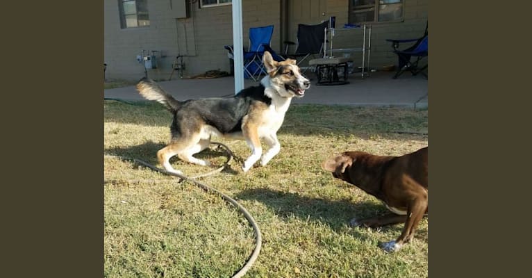 Photo of D'Brickashaw, a German Shepherd Dog, Siberian Husky, and Mixed mix in Arizona, USA