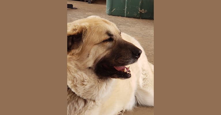 Photo of Dew, a Great Pyrenees and Mixed mix in Giddings, Texas, USA