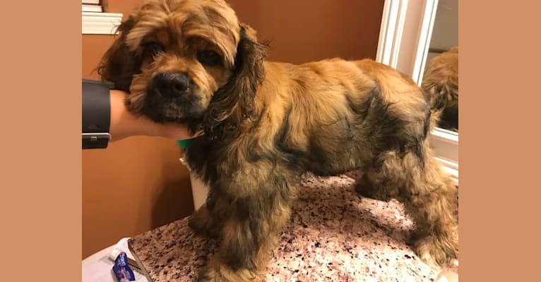 Zoey, a Cocker Spaniel tested with EmbarkVet.com