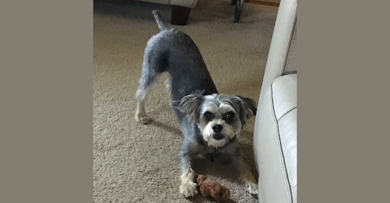 Photo of Ruby, a Bichon Frise and Brussels Griffon mix in St. Louis, Missouri, USA