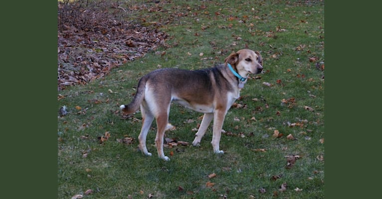 Ellie, a Treeing Walker Coonhound and Siberian Husky mix tested with EmbarkVet.com