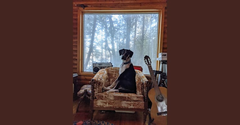 Photo of Crick, a Border Collie and Bluetick Coonhound mix in Ange-Gardien, Quebec, Canada