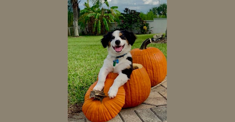 Bentley, a Chihuahua and Australian Cattle Dog mix tested with EmbarkVet.com