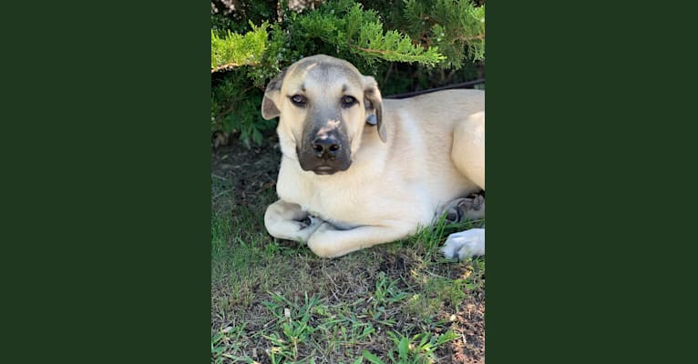 Mountain cur great pyrenees hotsell mix