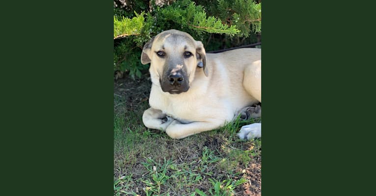 Gryffin, a Great Pyrenees and Mountain Cur mix tested with EmbarkVet.com