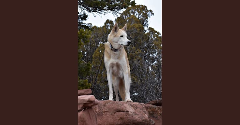 Roco, an Alaskan-type Husky tested with EmbarkVet.com