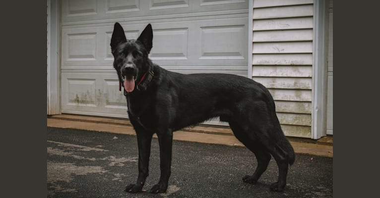 Photo of Harley, a German Shepherd Dog, Australian Shepherd, and Belgian Malinois mix in Pennsylvania, USA