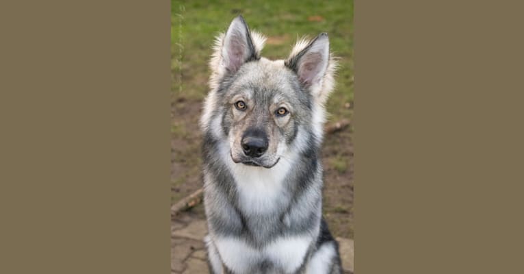 SAMURAI, a German Shepherd Dog tested with EmbarkVet.com