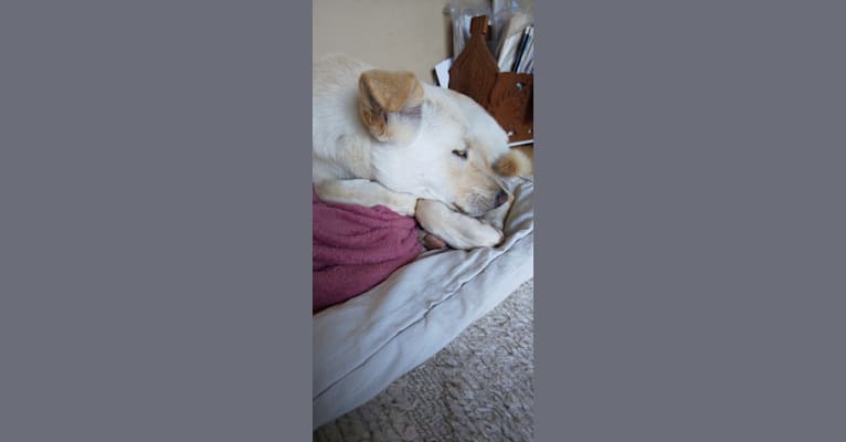 Photo of aoi, a Shiba Inu, Japanese Spitz, and Mixed mix in 桜川市, 茨城県, 日本