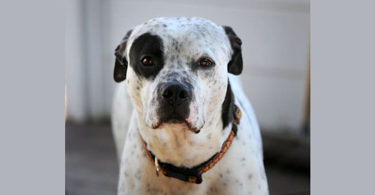 shane, an American Pit Bull Terrier and Catahoula Leopard Dog mix tested with EmbarkVet.com
