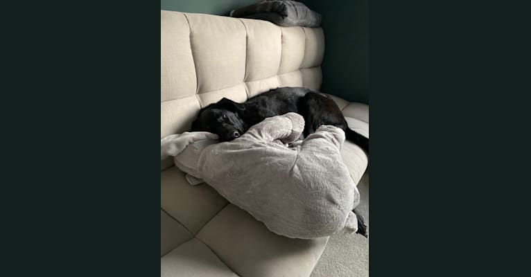 Charlie, a Poodle (Standard) and German Shepherd Dog mix tested with EmbarkVet.com