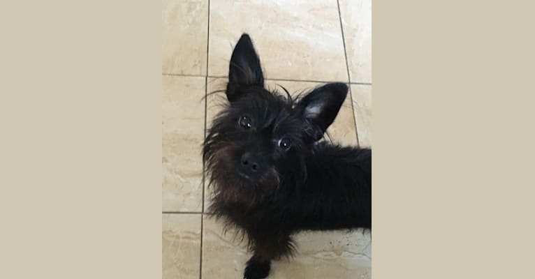 Nala, a Yorkshire Terrier and Dachshund mix tested with EmbarkVet.com