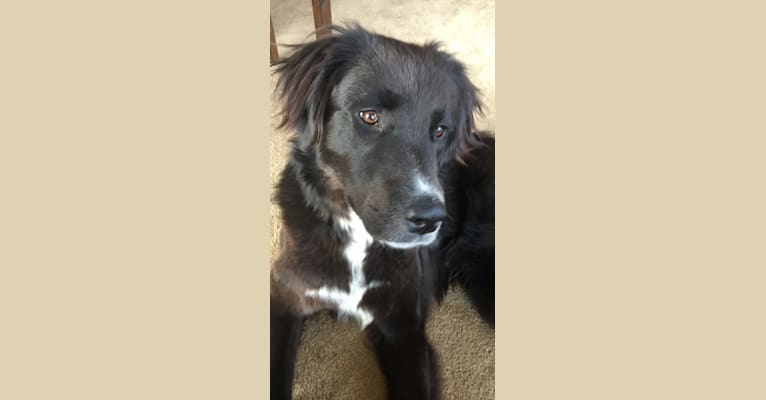 Kodie, a Great Pyrenees and Brittany mix tested with EmbarkVet.com