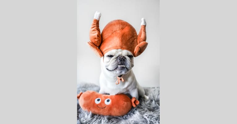 Po, a Pug tested with EmbarkVet.com