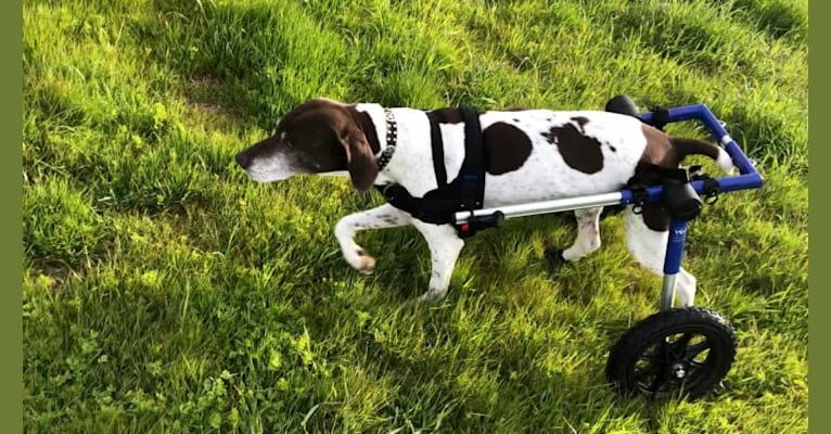 Musket, a German Shorthaired Pointer tested with EmbarkVet.com