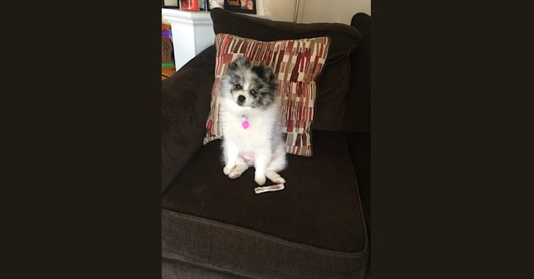Luna, a Pomeranian tested with EmbarkVet.com