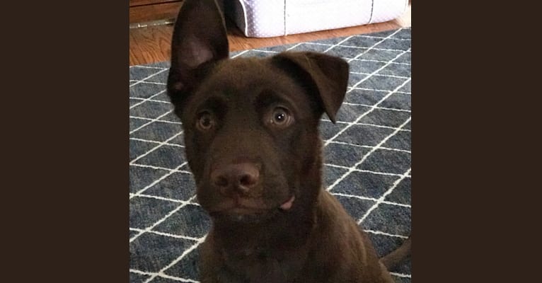 Killian, a Staffordshire Terrier and Akita mix tested with EmbarkVet.com
