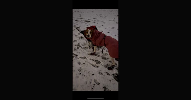 Texie, a Pointer and Llewellin Setter mix tested with EmbarkVet.com