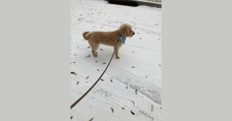 Photo of Luna, a Labradoodle  in Gordonville, PA, USA