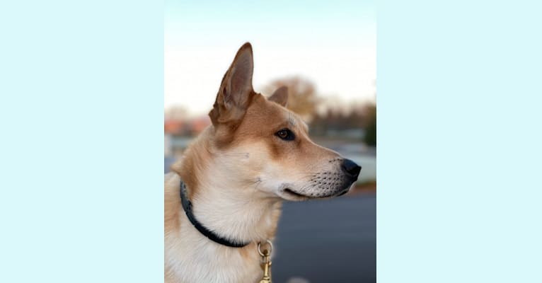 Photo of Dax, a Carolina Dog  in Pana, IL, USA
