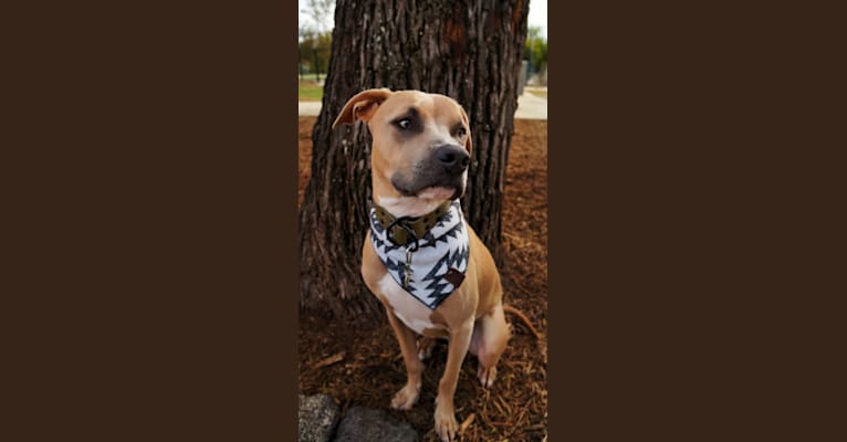 Lucian, an American Pit Bull Terrier and Rat Terrier mix tested with EmbarkVet.com
