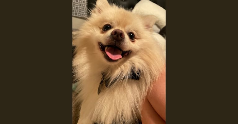 Koda, a Pomeranian tested with EmbarkVet.com