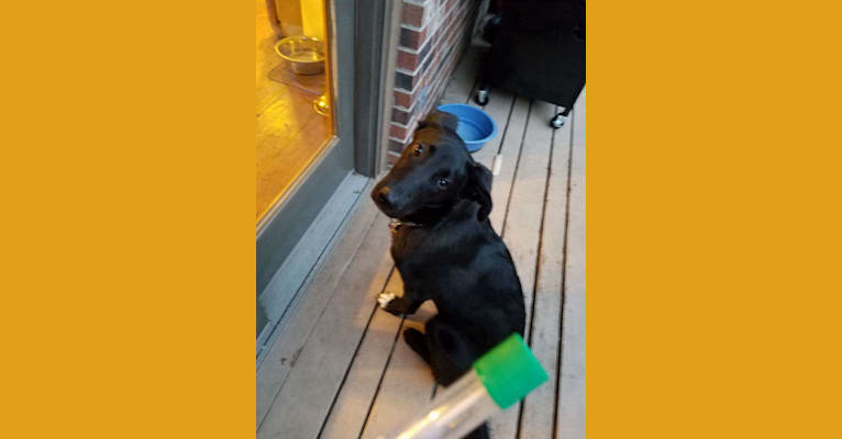 Huxley, a German Shepherd Dog and Labrador Retriever mix tested with EmbarkVet.com