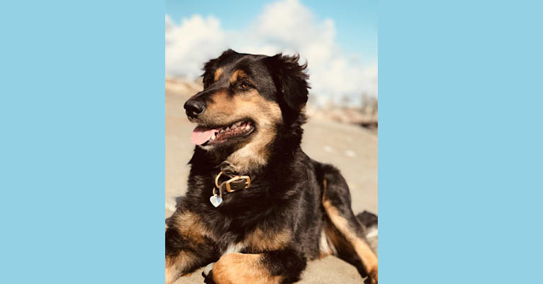 Zoli, an Australian Shepherd and American Pit Bull Terrier mix tested with EmbarkVet.com