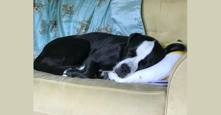 Frankie, an American Bulldog and American Pit Bull Terrier mix tested with EmbarkVet.com