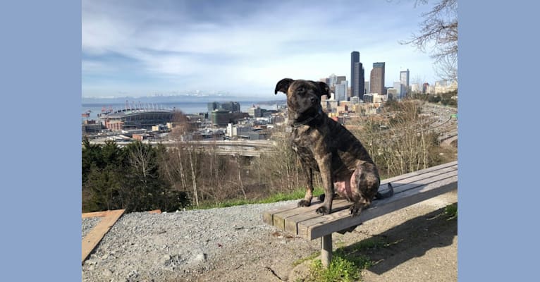 Photo of Roscoe, an American Pit Bull Terrier, German Shepherd Dog, Boxer, and American Staffordshire Terrier mix in Bellevue, Washington, USA