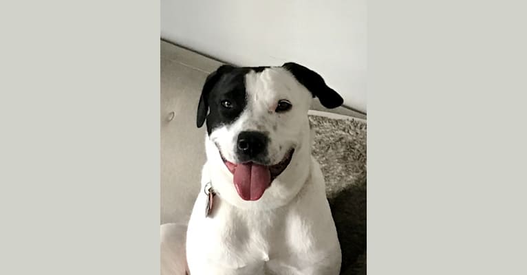 Ollie, a Staffordshire Terrier and Australian Cattle Dog mix tested with EmbarkVet.com