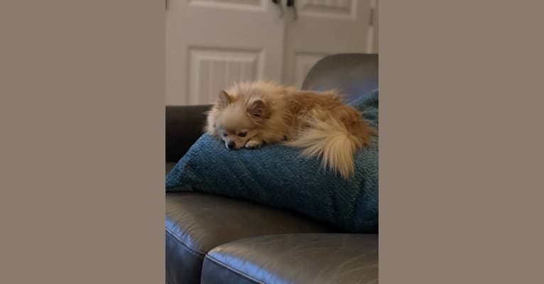 Carter, a Pomeranian tested with EmbarkVet.com