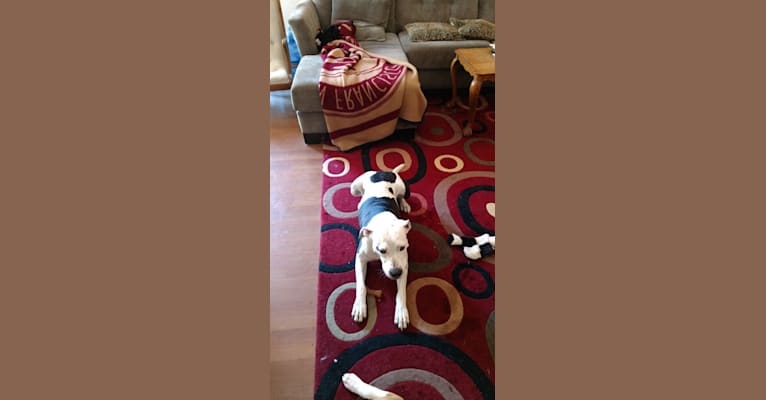 Sabrina, a Staffordshire Terrier and Chesapeake Bay Retriever mix tested with EmbarkVet.com