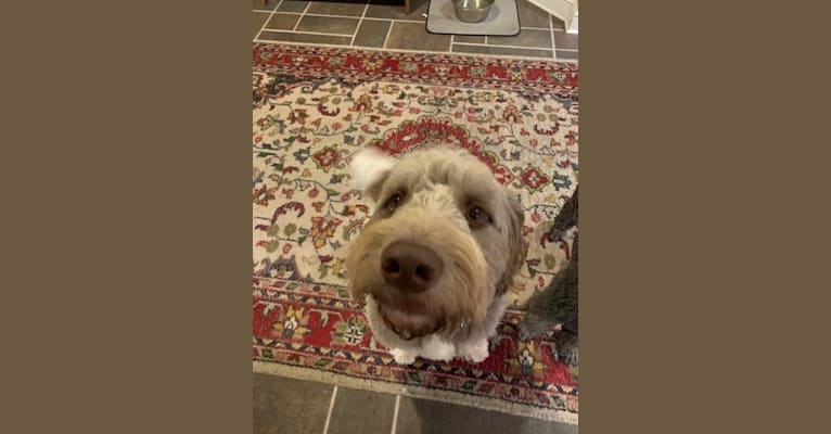 Ross, a Newfypoo tested with EmbarkVet.com