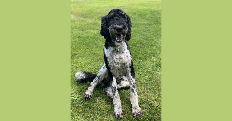 Photo of Beau, a Poodle (Standard)  in Wisconsin, USA