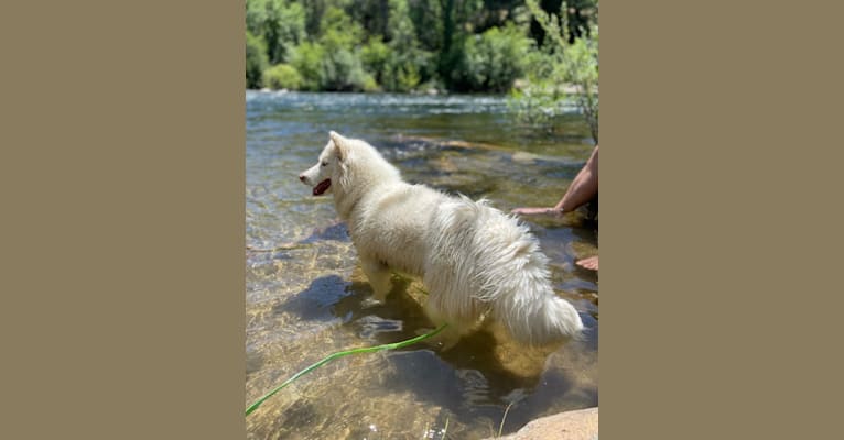 Aspen of Freedom Huskies, a Siberian Husky tested with EmbarkVet.com