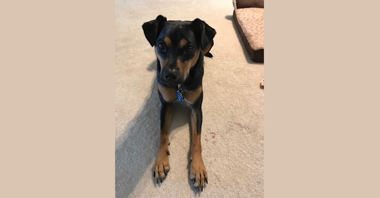 Photo of Lexi, a Boxer, Chihuahua, Miniature Pinscher, and Mixed mix in Canton, Georgia, USA