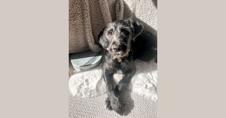 Leia, a Poodle (Standard) and German Shepherd Dog mix tested with EmbarkVet.com