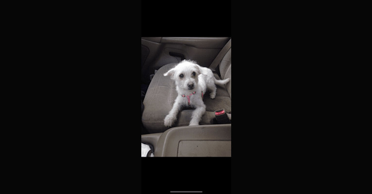 Photo of Bella, a Poodle (Small), Chihuahua, and West Highland White Terrier mix in Douglasville, Georgia, USA