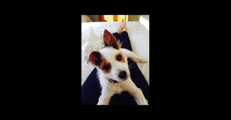 Gilly, a Chihuahua and Pomeranian mix tested with EmbarkVet.com