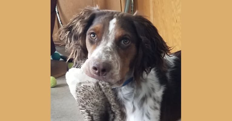 English springer spaniel pointer mix sales