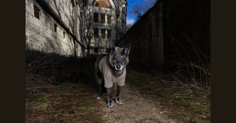 Photo of Tanis, an European Village Dog  in Deutschland