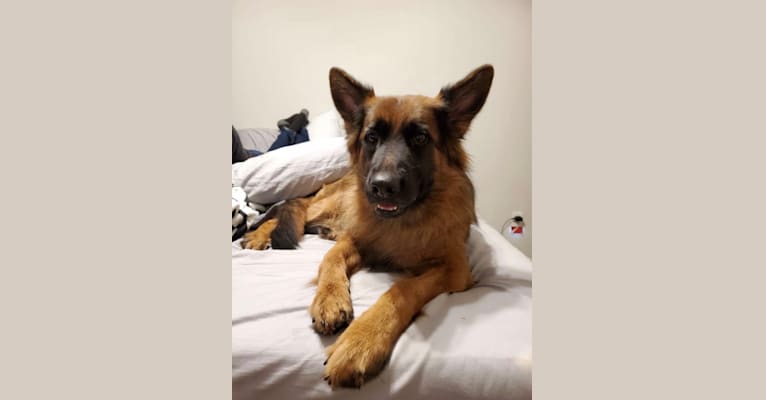 Ikora, a German Shepherd Dog tested with EmbarkVet.com