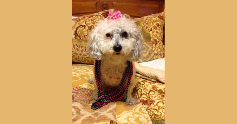 Photo of Sophia, a Poodle (Small), Pekingese, Pomeranian, and Mixed mix in Riverside, CA, USA